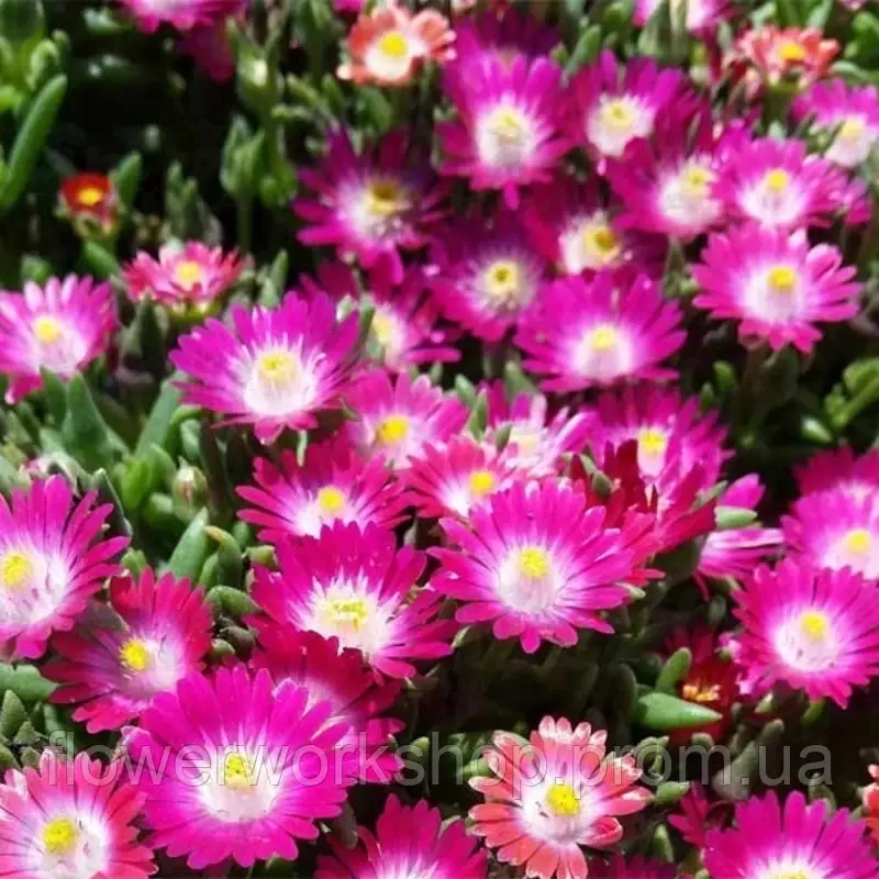 Делосперма Jewel of Desert Amethyst в горщику р.10