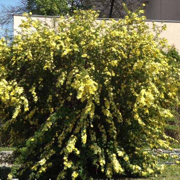 Роза Хугоніс — Rosa hugonis (декоративна шипшина)