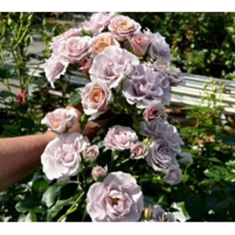 ІННОСЕНТІА ІН КАРАМЕЛЬ (Innocentia in Caramel)