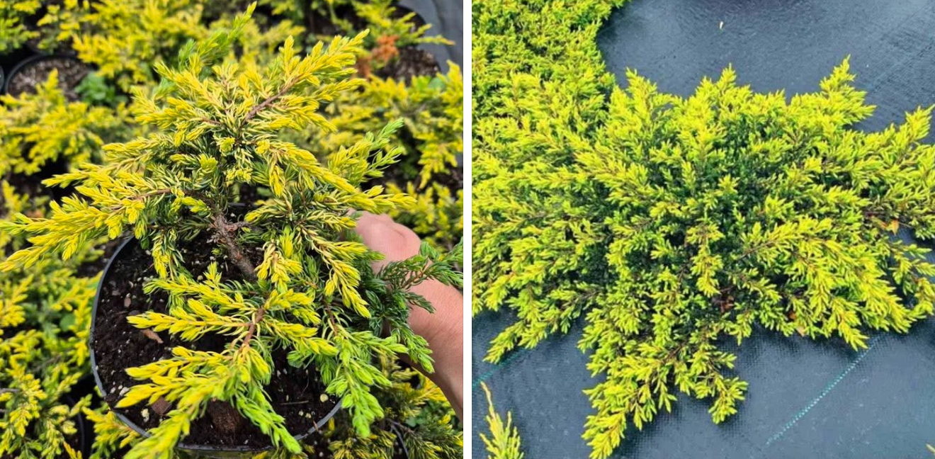 Ялівець голден шатс