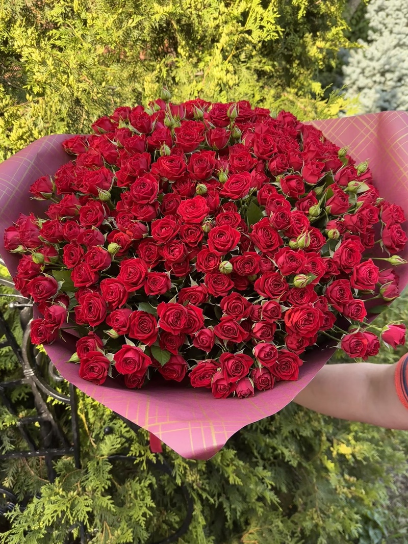 101 гілкова троянда "Ред Ванесса"