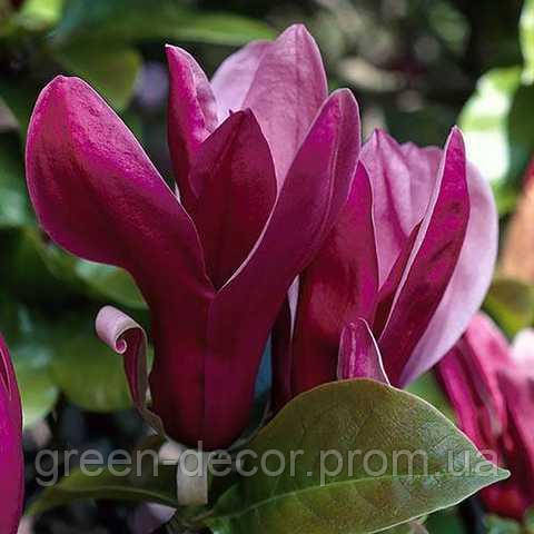 Магнолія 'Black Bird' (Magnolia 'Black Bird') — 90-130, C7,5