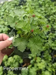 Гейхера Little Cutie Peppermint у горщику р.12