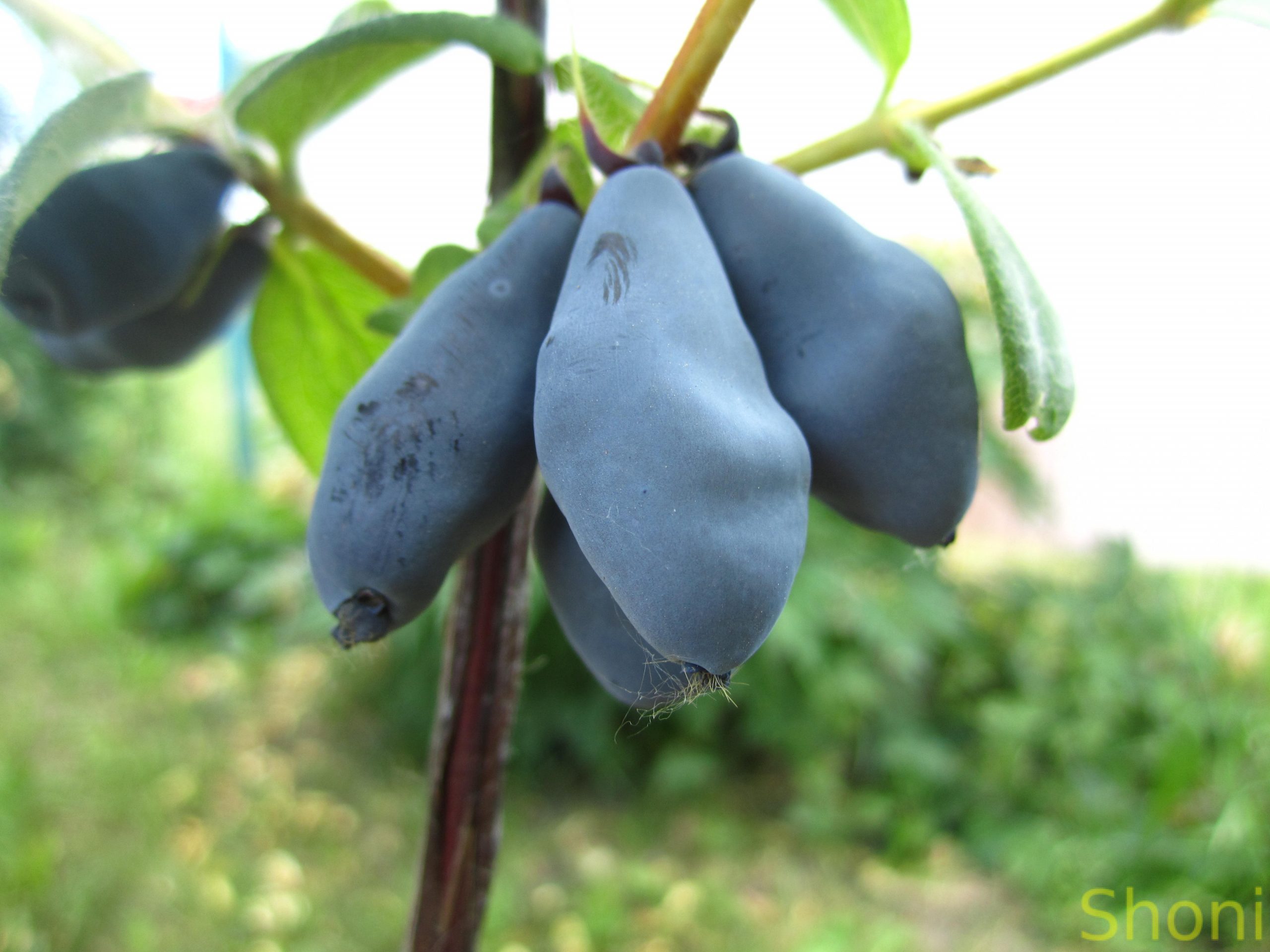 Жимолость їстівна Брізард