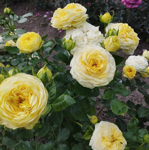 Лемон Помпон (Lemon Pompon)