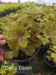 Гейхера Delta Dawn у горщику р.12
