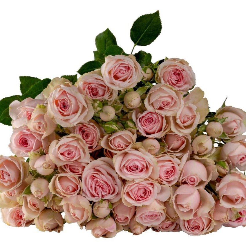 Санолі (Sanoli)