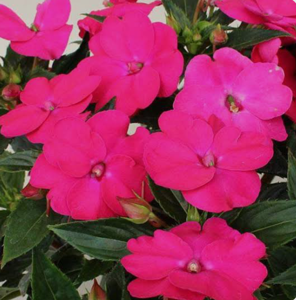 Бальзамін Новогвінейський Імпатієнс Sunpatiens Vigorous Rose Pink (касетна розсада)