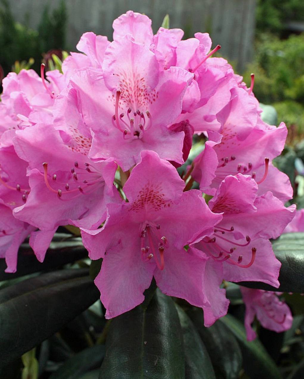 🌸Рододендрон 