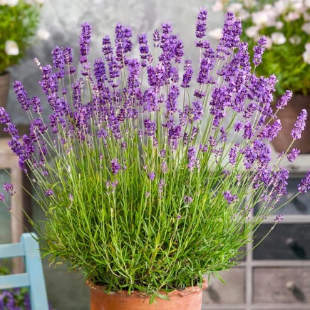 🌸 Лаванда вузьколиста "Munstead" (Lavandula angustifolia "Munstead")