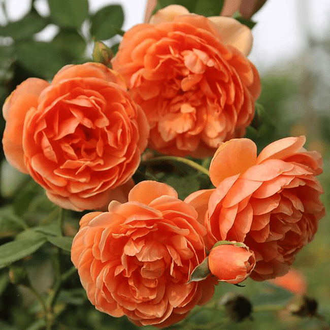 Троянда англійська Піт Остін