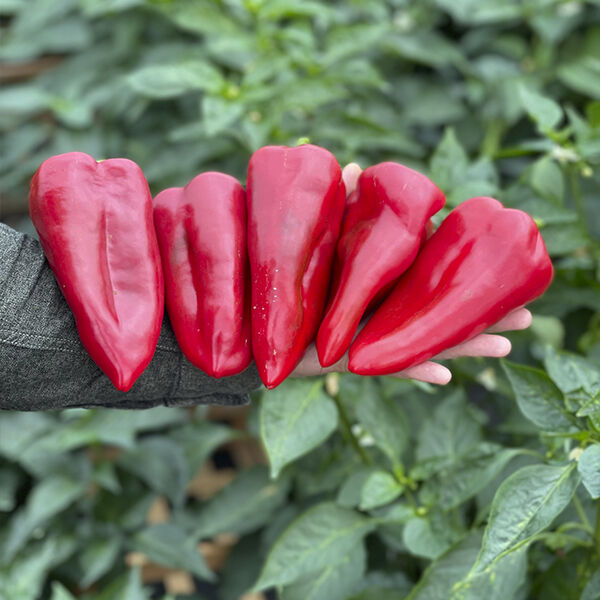 РЕД ФЕРРАРІ F1 / RED FERRARI F1 - Перець Солодкий, Sakata