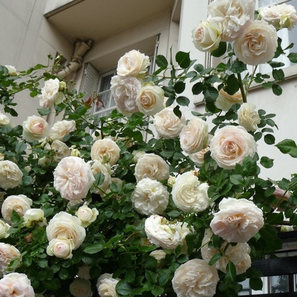 Мон Жарден ет Ма Мезон — Mon Jardin et Ma Maison