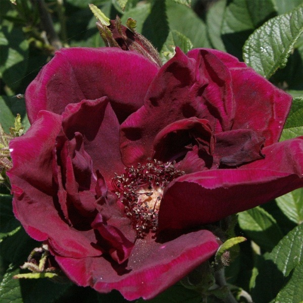 Ротес Феномен — Rotes Phaenomen (ругоза)