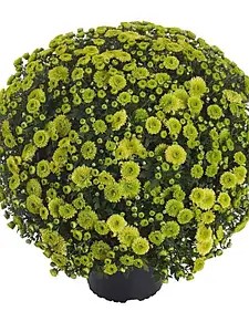 Хризантема Мультифлора Verdissimo Improved (касетна розсада)