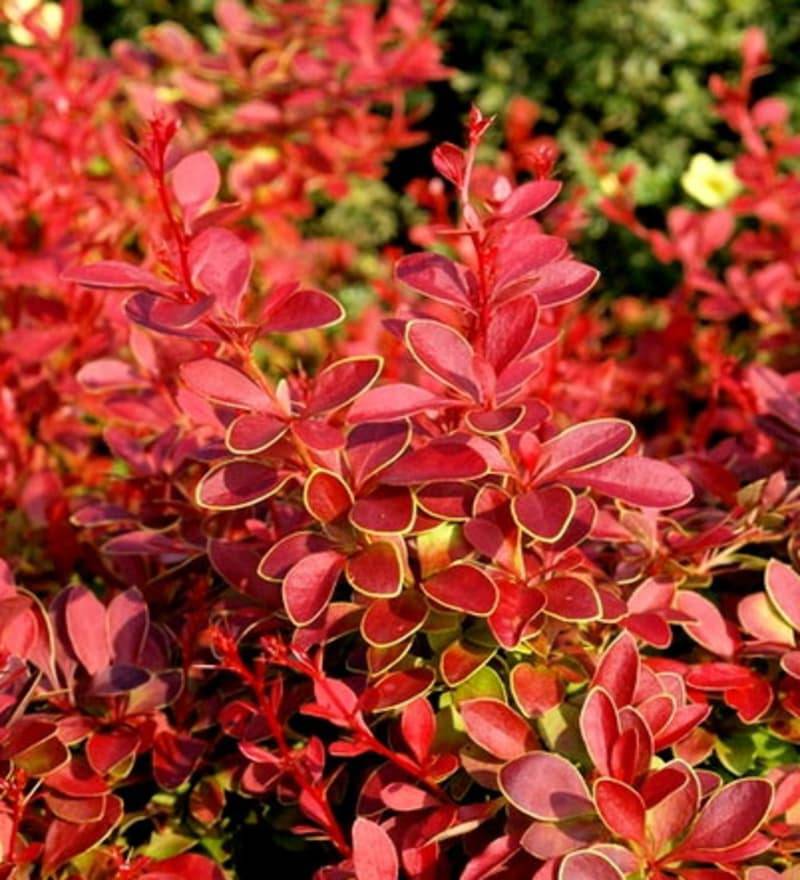 Барбарис Тунберга Coral