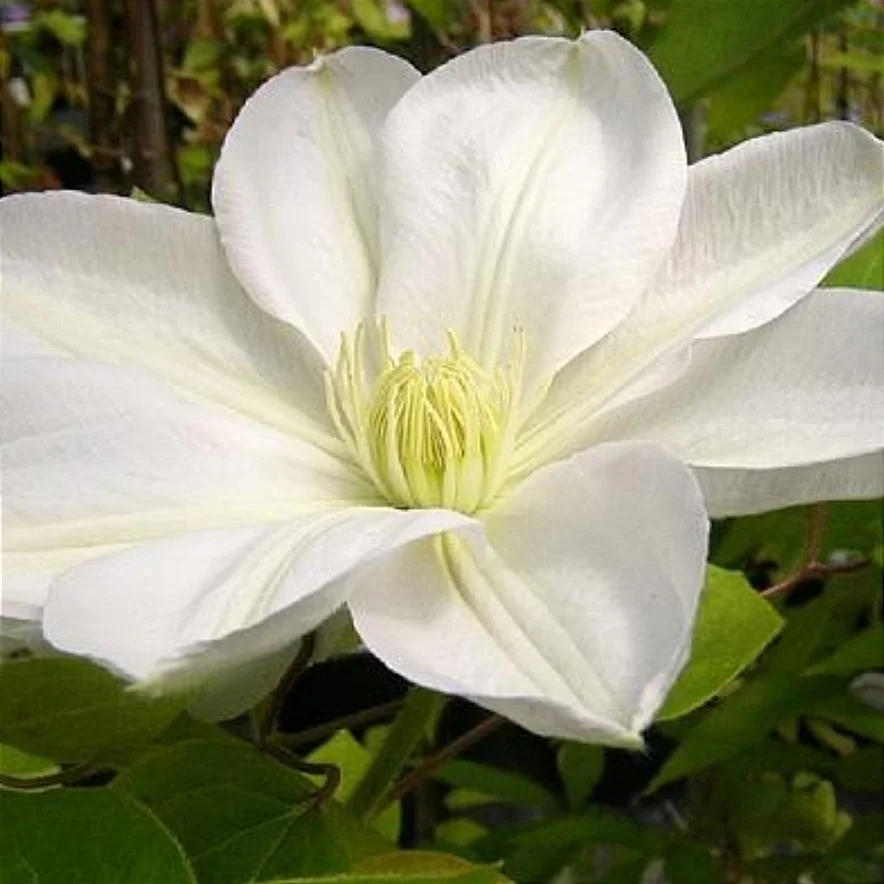 Клематис Марі Буселот в 0,5л. горщику