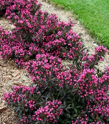 🌺 Вейгела квітуча Alexandra (Вейгела "Олександра")