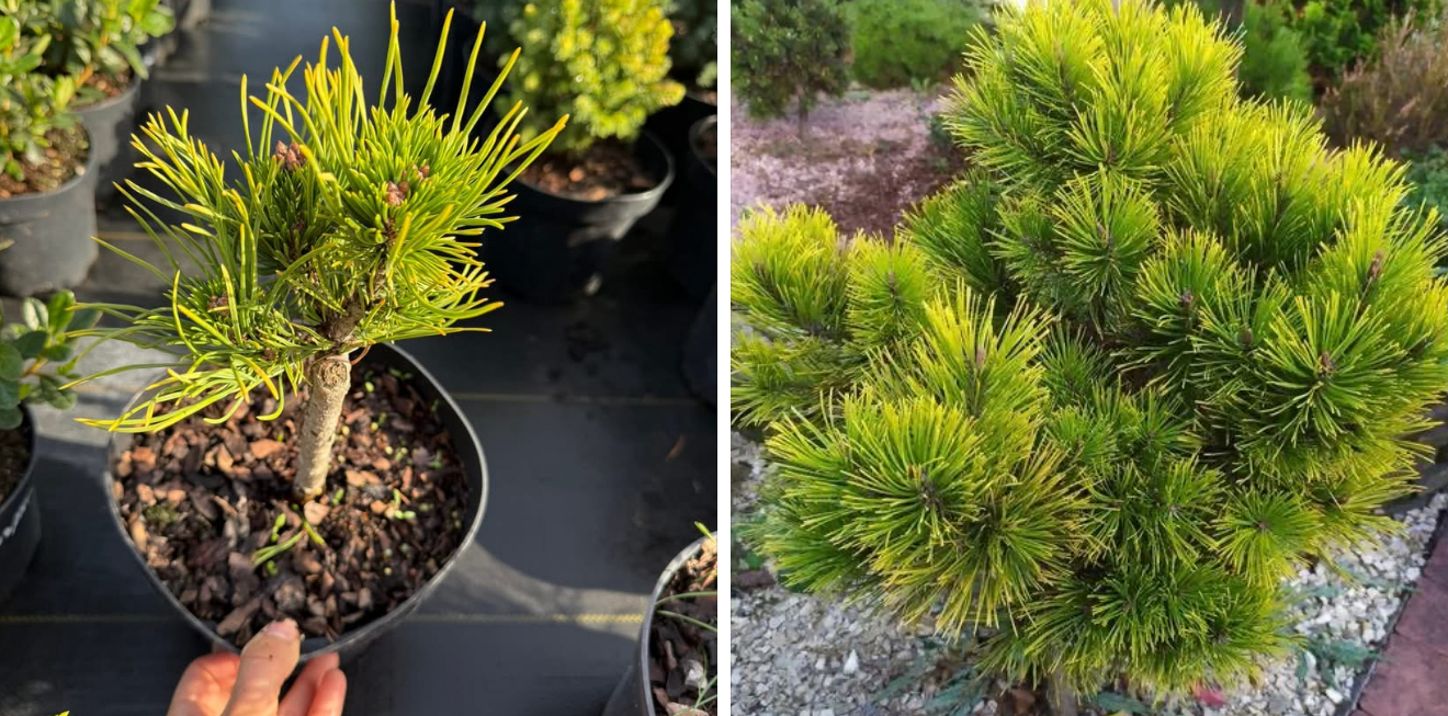 Сосна вінтер голд