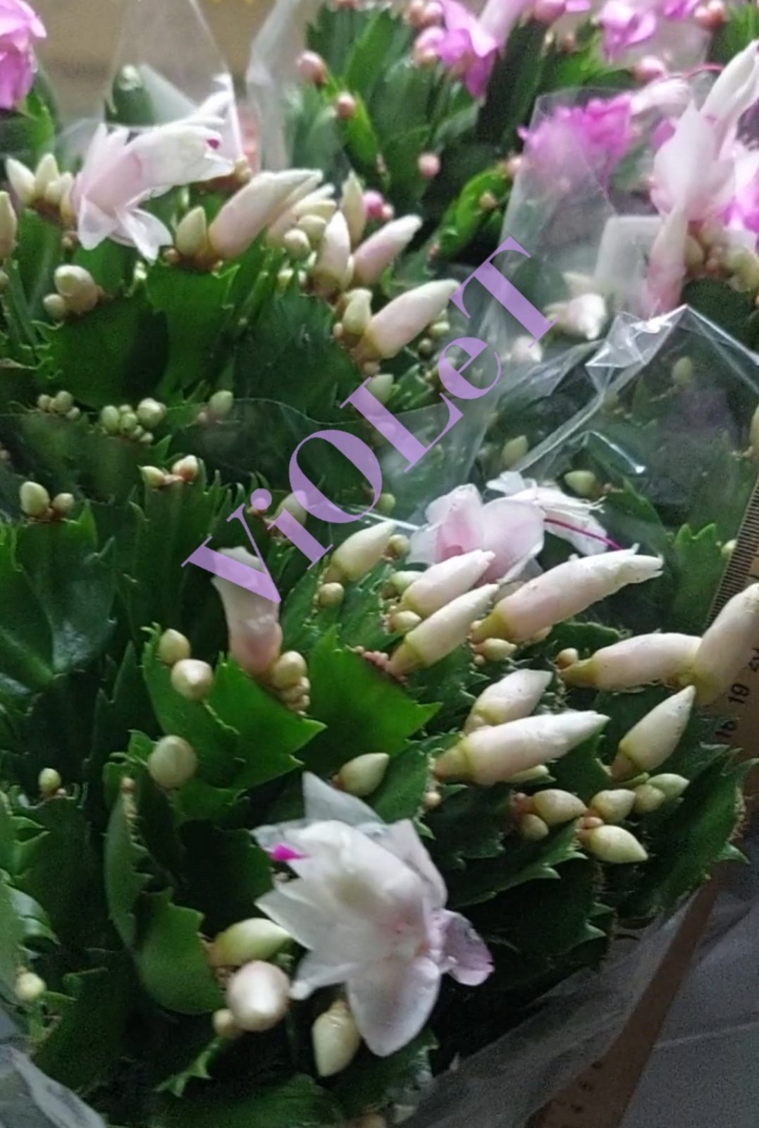 Schlumbergera (Шлюмбергера) mix, 13/27