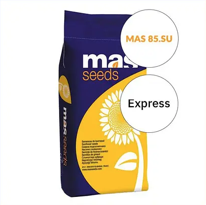 Насіння соняшнику MAS 85.SU MAS Seeds, насіння високоврожайного соняшнику Мас сідс