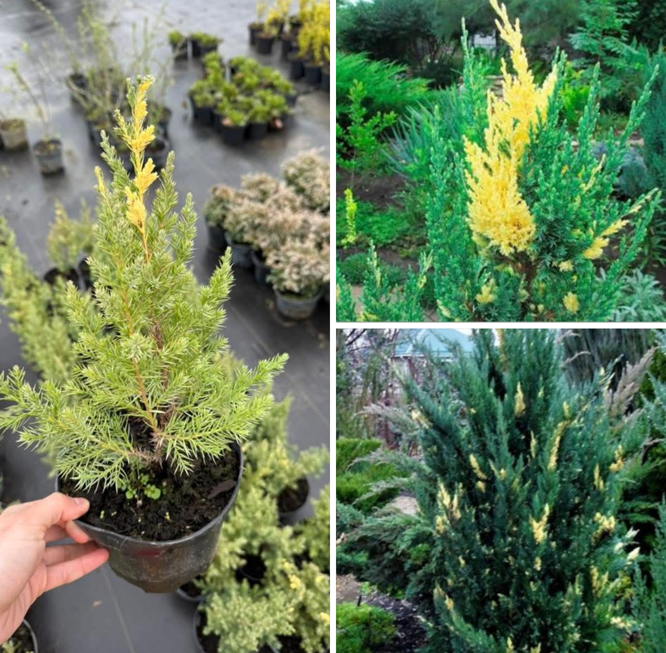 Ялівець стрікта веріагатний 1,5 л