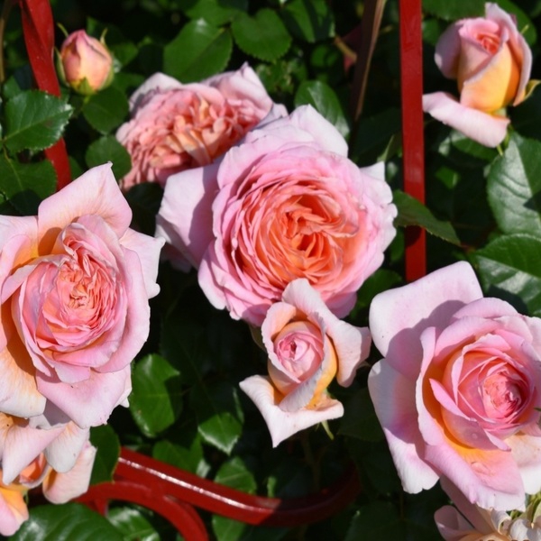 Абрахам Дербі — Abraham Darby