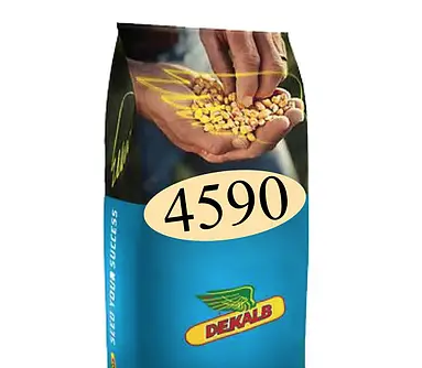 Насіння кукурудзи ДКС 4590 Монсанто ФАО 360 Кукурудза високої врожайності