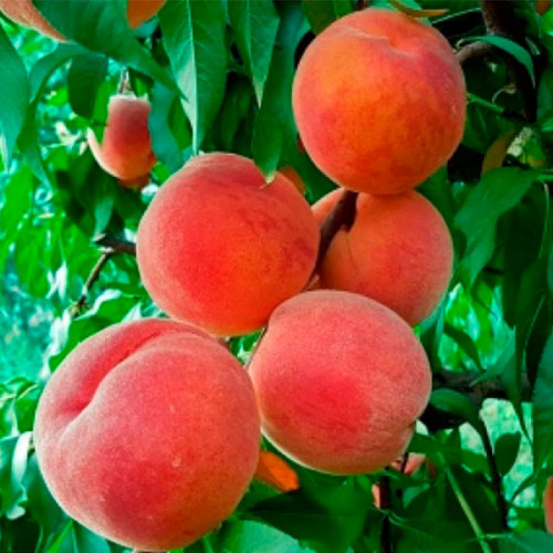 Мостиський надранній