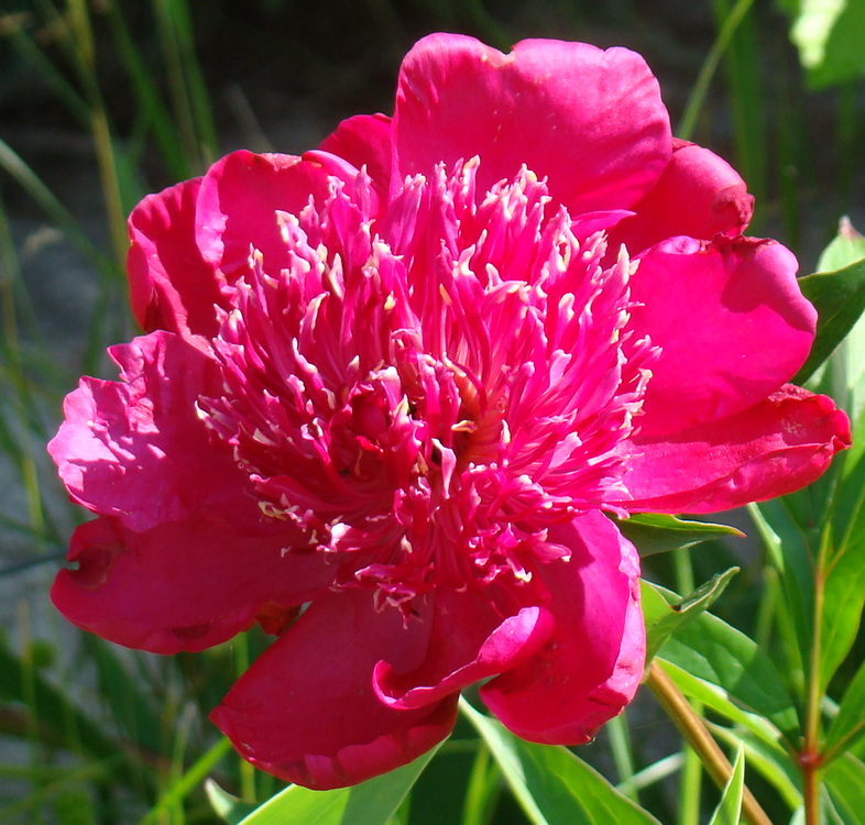 Nippon Parade (Ніппон Парад)