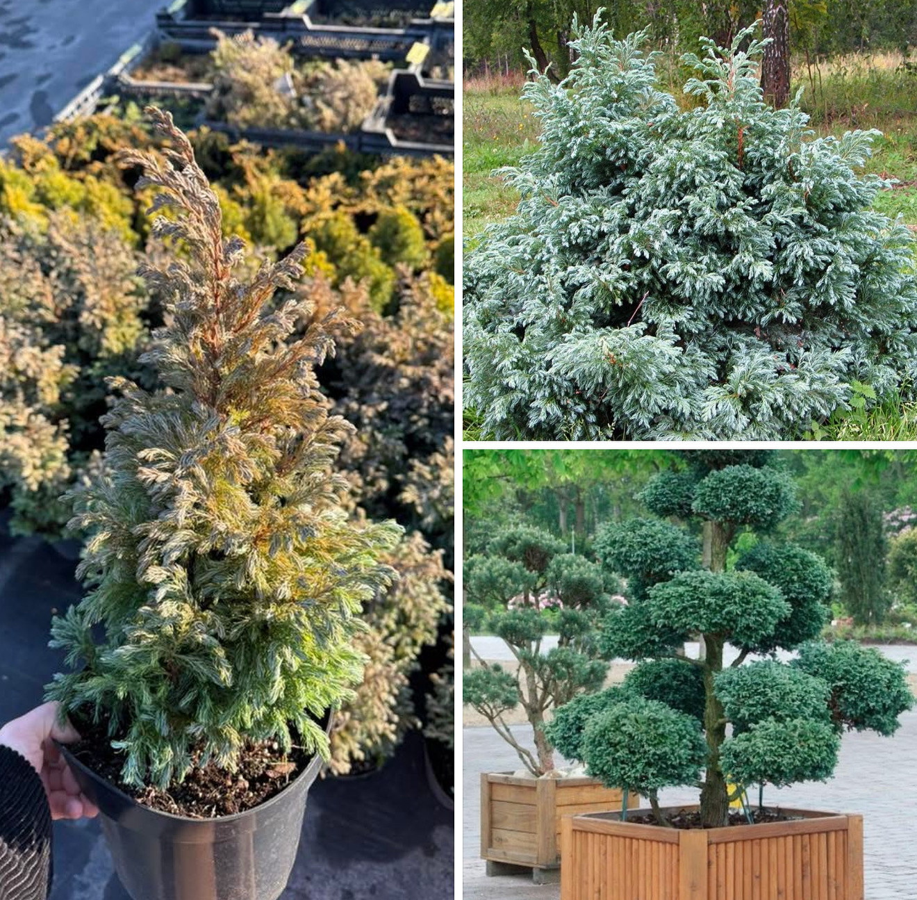 Кипарисовик Булейвард 3 л