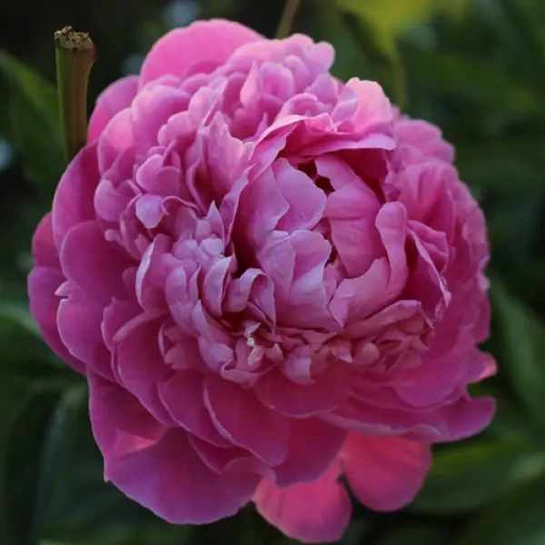 Півонія Олександр Флемінг