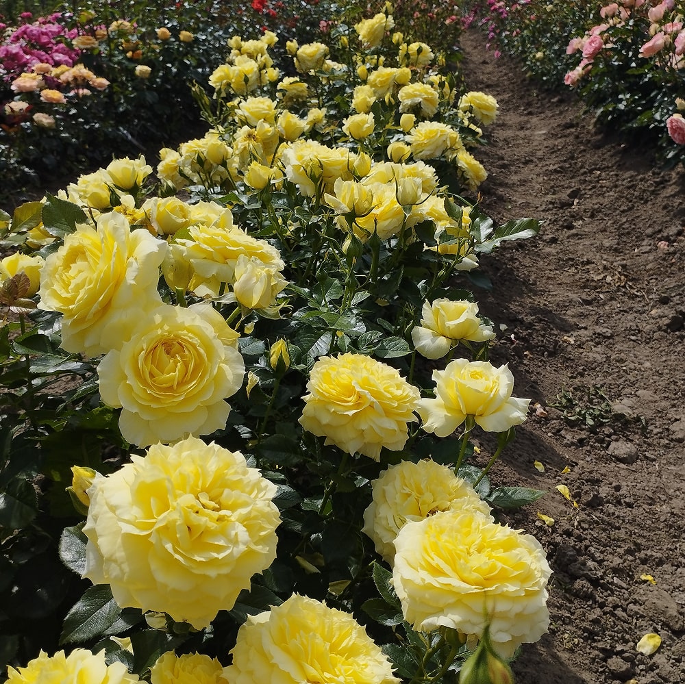 Чайна Герл (China Girl)