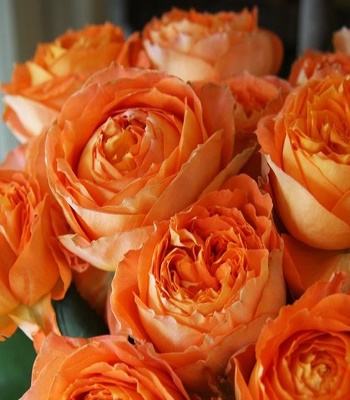 🌹 Троянда "Orange Romantica"