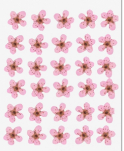 Littel Plum ( 30 pcs pack )