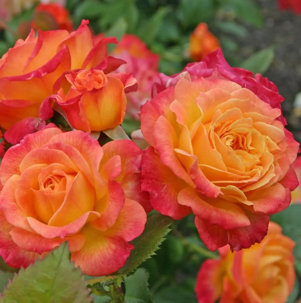 Гартеншпас (Gartenspass)