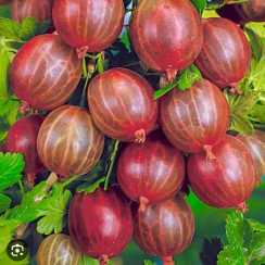 Аґрус Галатея