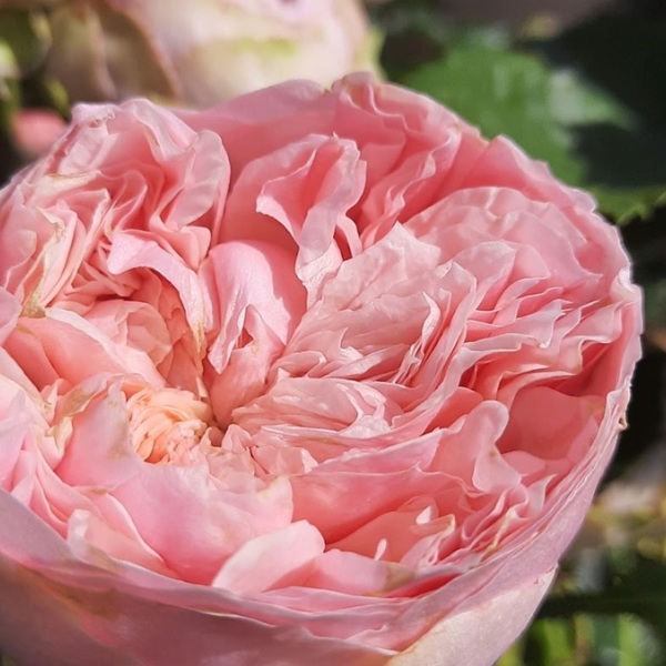 Прайд оф Джейн — Pride of Jane