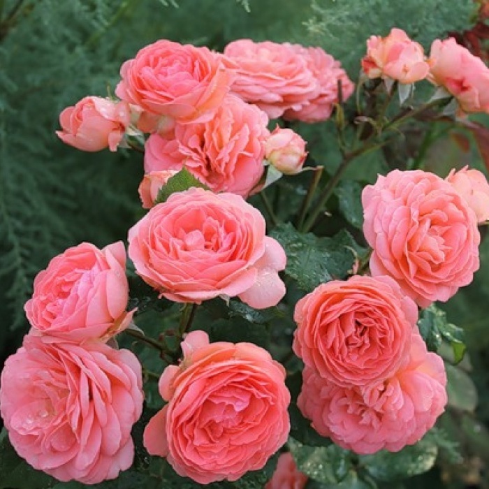 Amelia Renaissance — Амелія Ренесанс