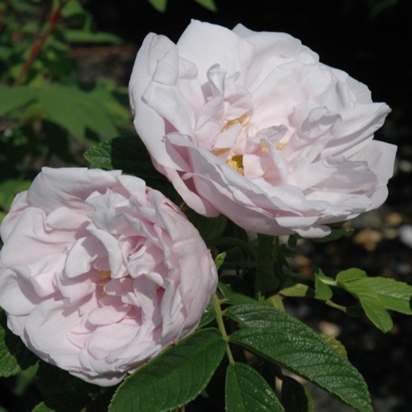 Сноу Пейвмент — Snow Pavement (Schneekoppe) (ругоза)