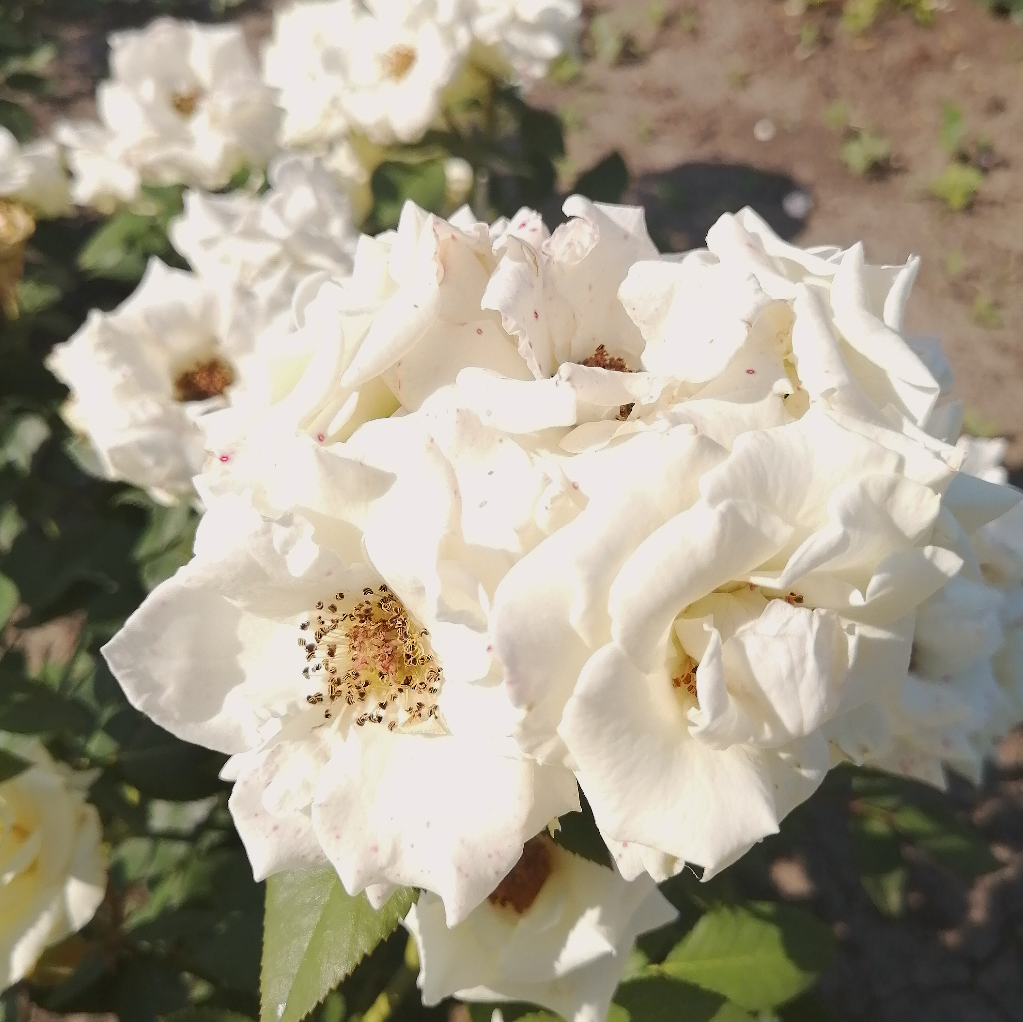 ВІВІАН( Vivian) сучасний спрей