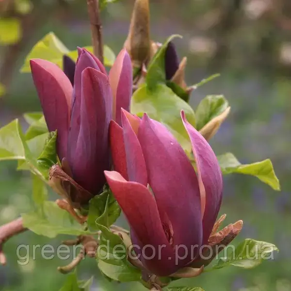 Магнолія brooklynensis 'Black Beauty' (Magnolia brooklynensis 'Black Beauty') — 70-110, C7,5