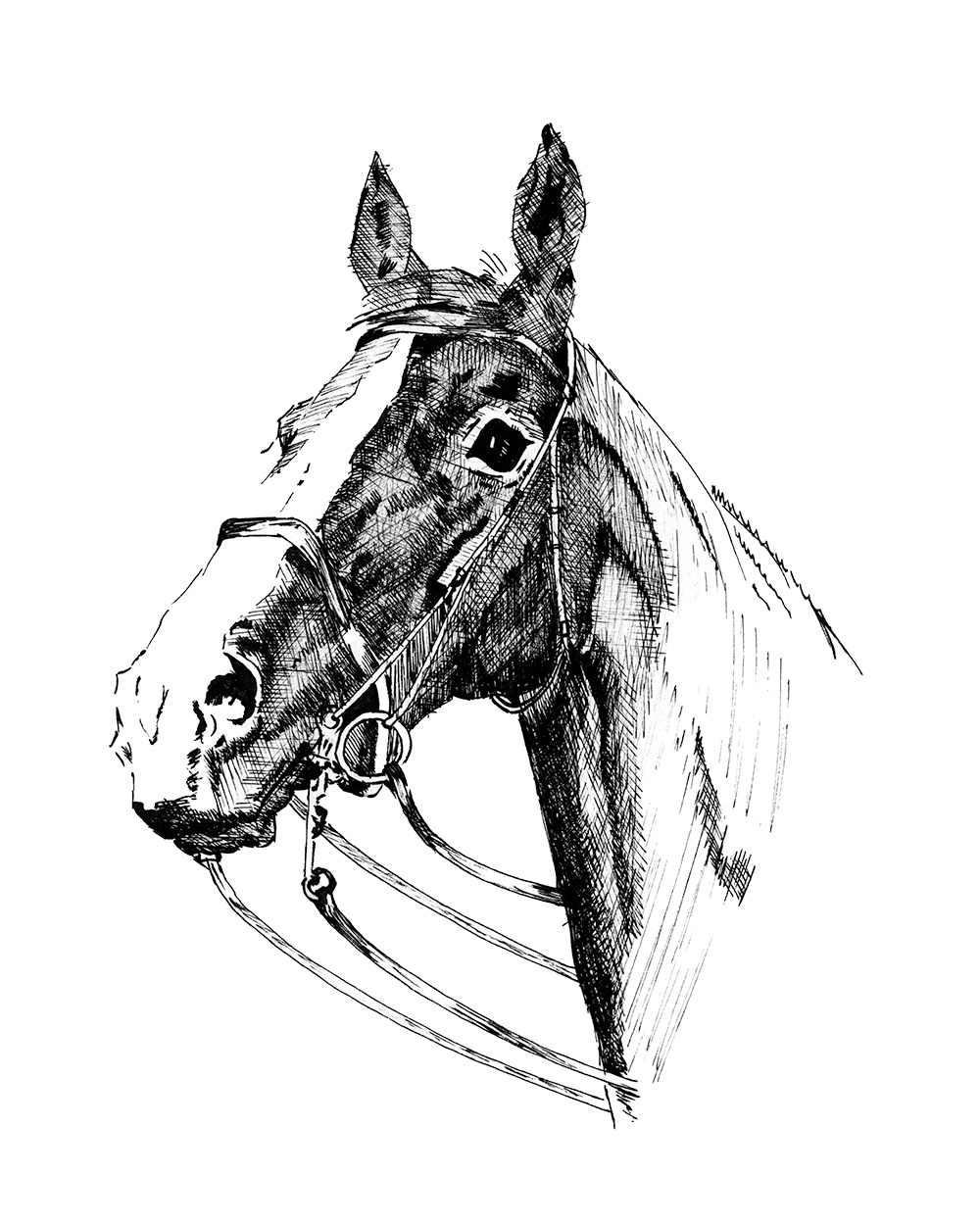 Show Jumper