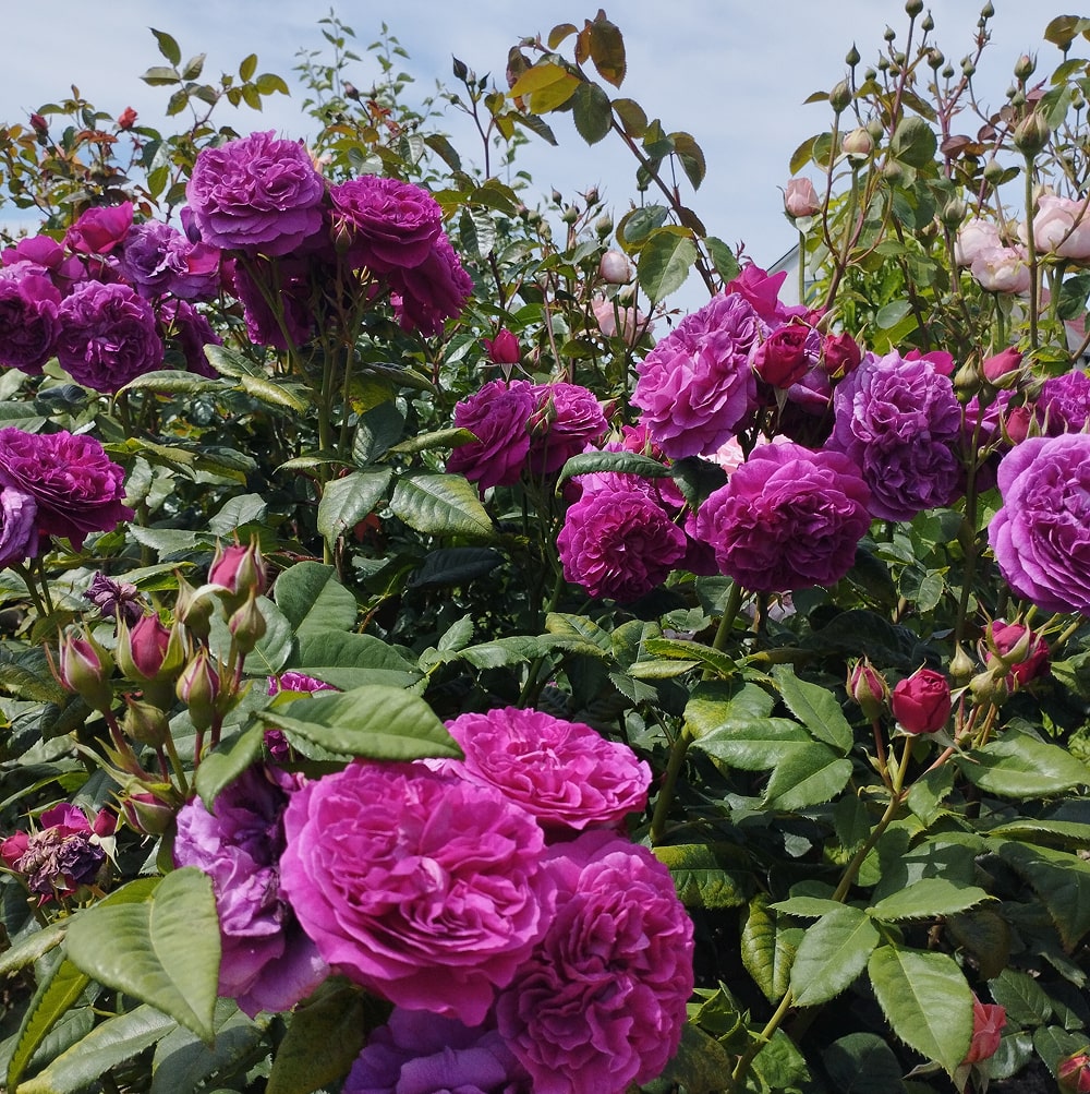 Перпл Лодж (Purple Lodge)