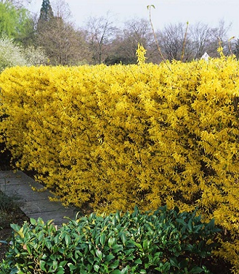 🌼 Форзиція "Spectabilis"