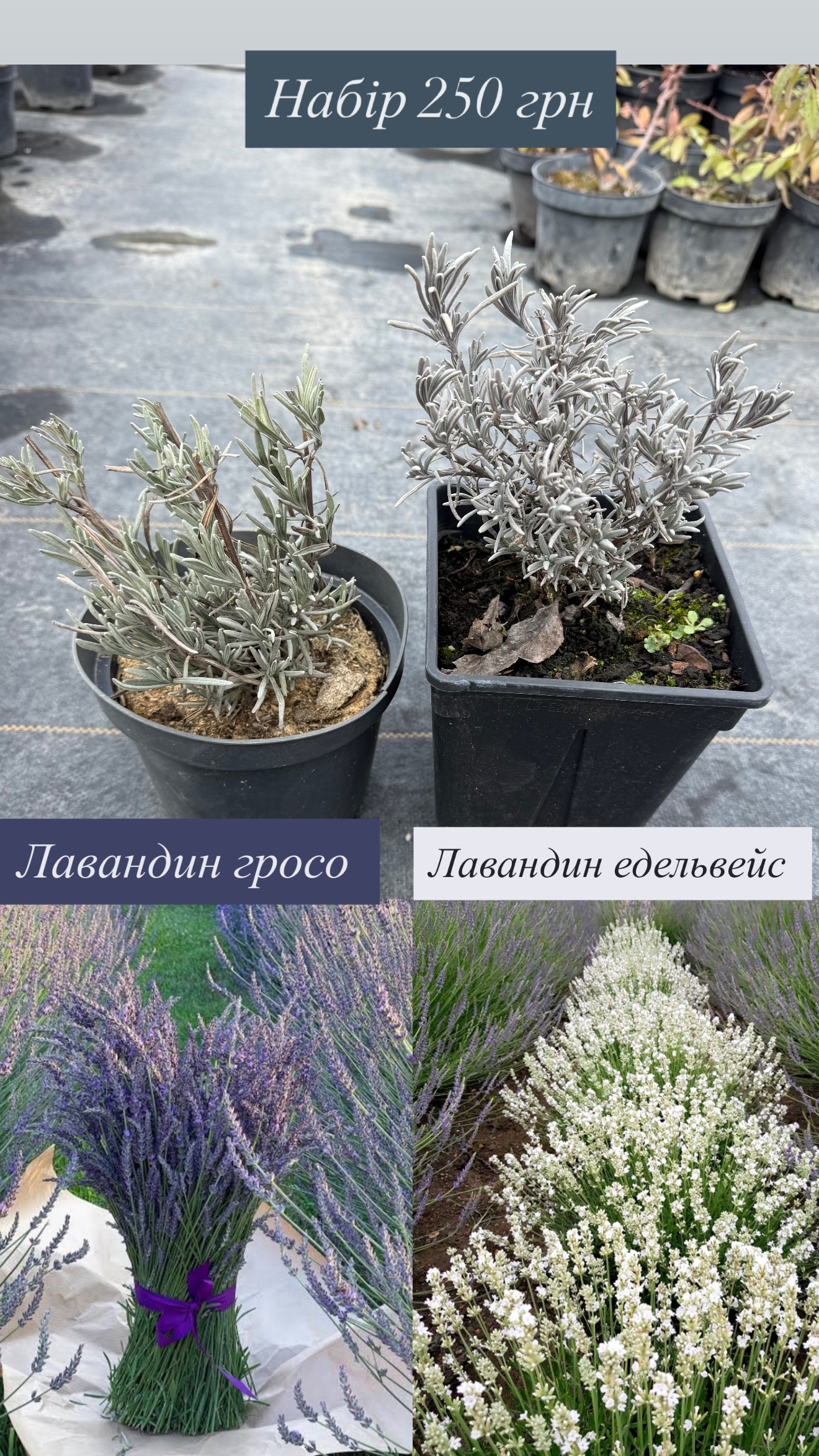 Набір лавандин у гросо і едельвейс