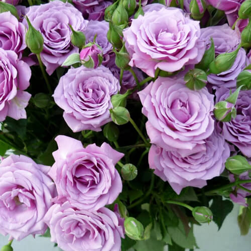 Троянда чайно-гібридна Синій Птах