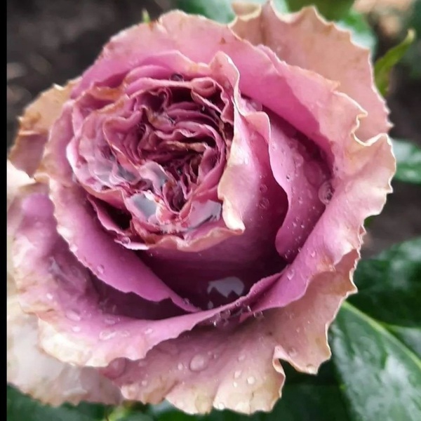 Візантія — Byzantine