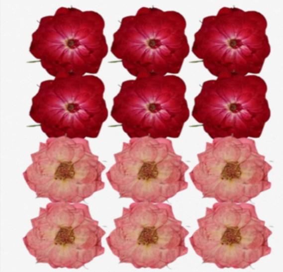 Pressed Roses ( 12  pcs pack )
