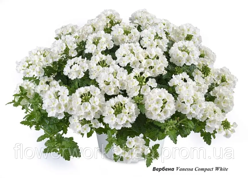 Вербена Vanessa Compact White ( в горщиках )